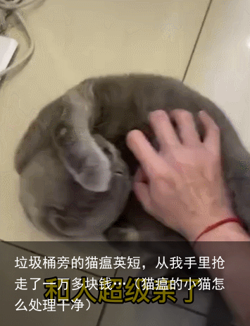 垃圾桶旁的猫瘟英短，从我手里抢走了一万多块钱…（猫瘟的小猫怎么处理干净）