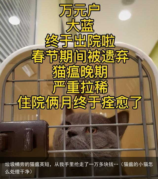 垃圾桶旁的猫瘟英短，从我手里抢走了一万多块钱…（猫瘟的小猫怎么处理干净）