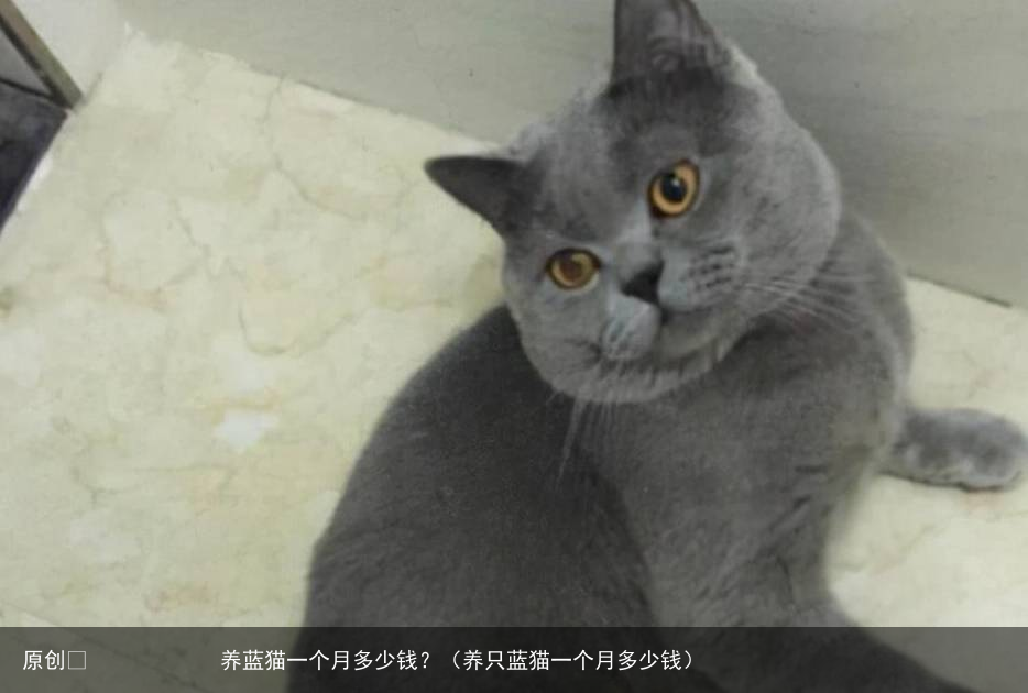 养蓝猫一个月多少钱？（养只蓝猫一个月多少钱）