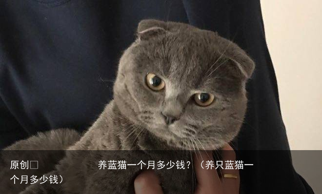 养蓝猫一个月多少钱？（养只蓝猫一个月多少钱）