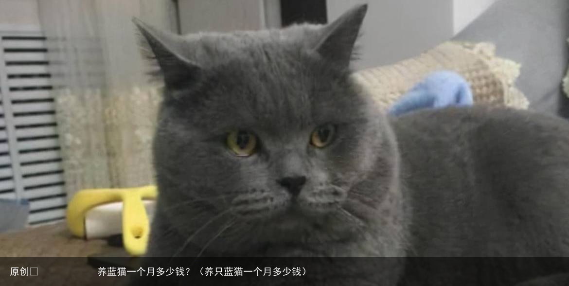 养蓝猫一个月多少钱？（养只蓝猫一个月多少钱）