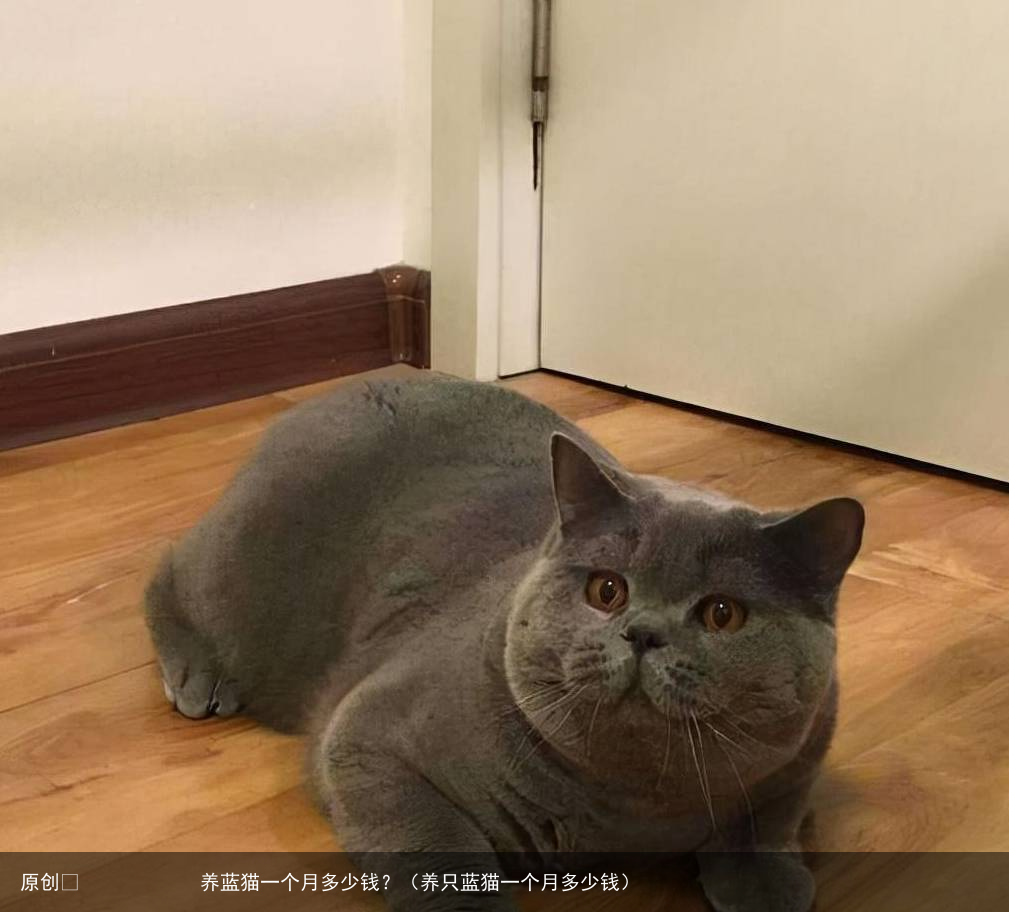 养蓝猫一个月多少钱？（养只蓝猫一个月多少钱）