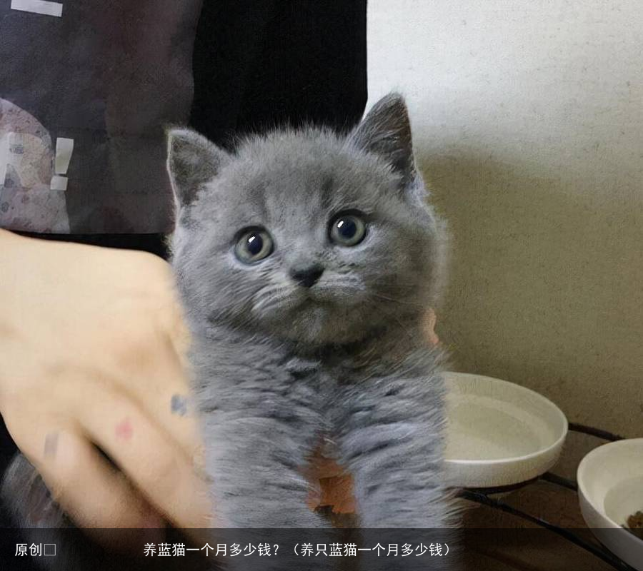 养蓝猫一个月多少钱？（养只蓝猫一个月多少钱）