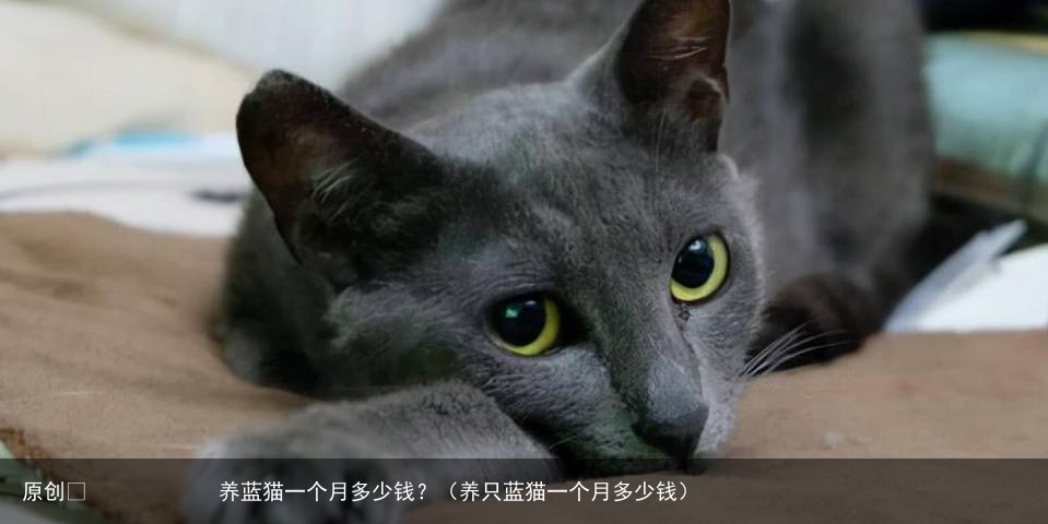 养蓝猫一个月多少钱？（养只蓝猫一个月多少钱）