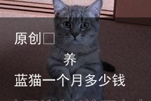 养蓝猫一个月多少钱？（养只蓝猫一个月多少钱）