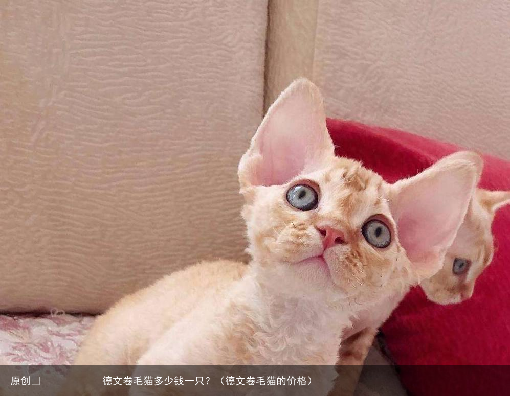德文卷毛猫多少钱一只？（德文卷毛猫的价格）