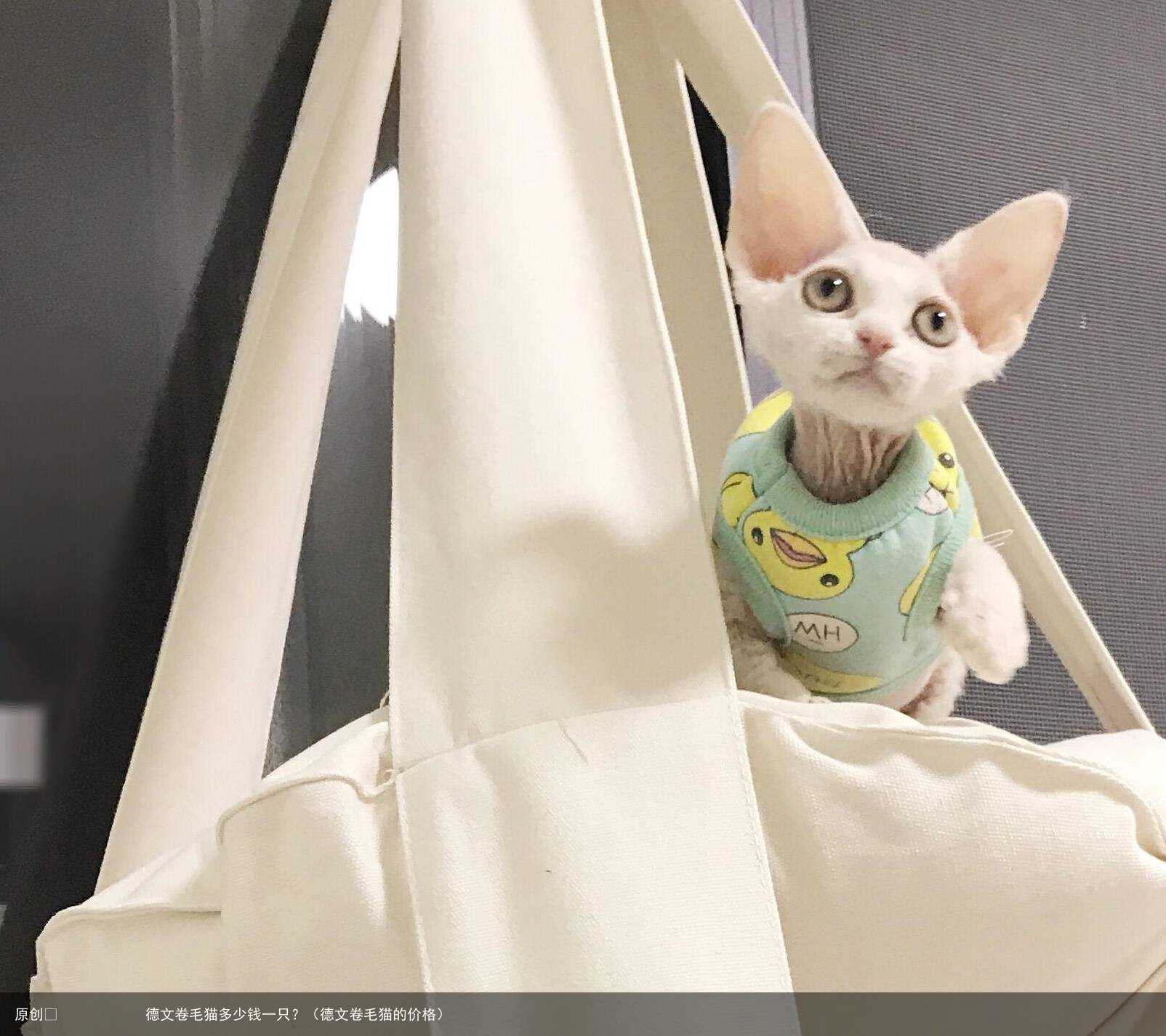 德文卷毛猫多少钱一只？（德文卷毛猫的价格）
