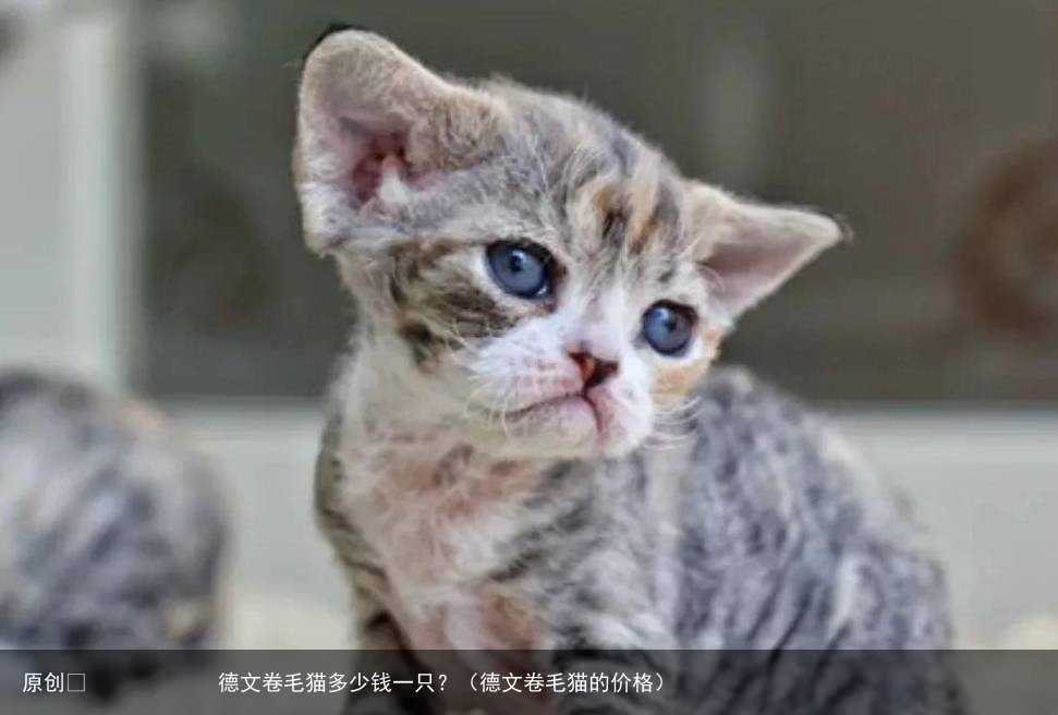 德文卷毛猫多少钱一只？（德文卷毛猫的价格）