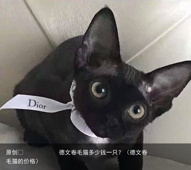 德文卷毛猫多少钱一只？（德文卷毛猫的价格）