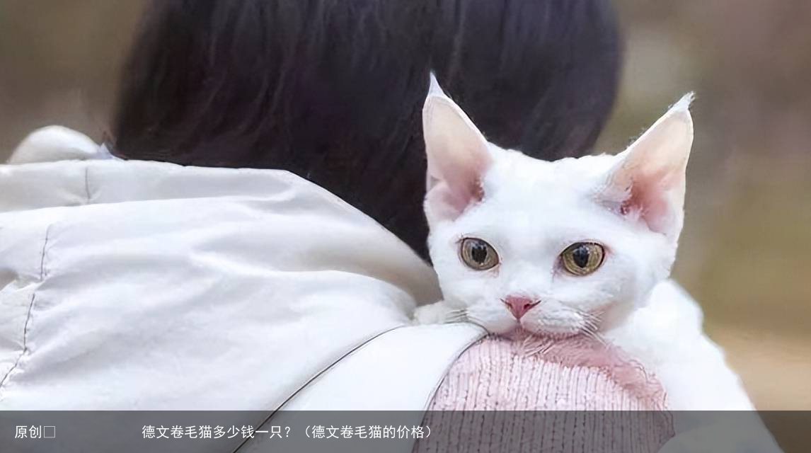 德文卷毛猫多少钱一只？（德文卷毛猫的价格）