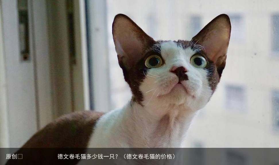 德文卷毛猫多少钱一只？（德文卷毛猫的价格）