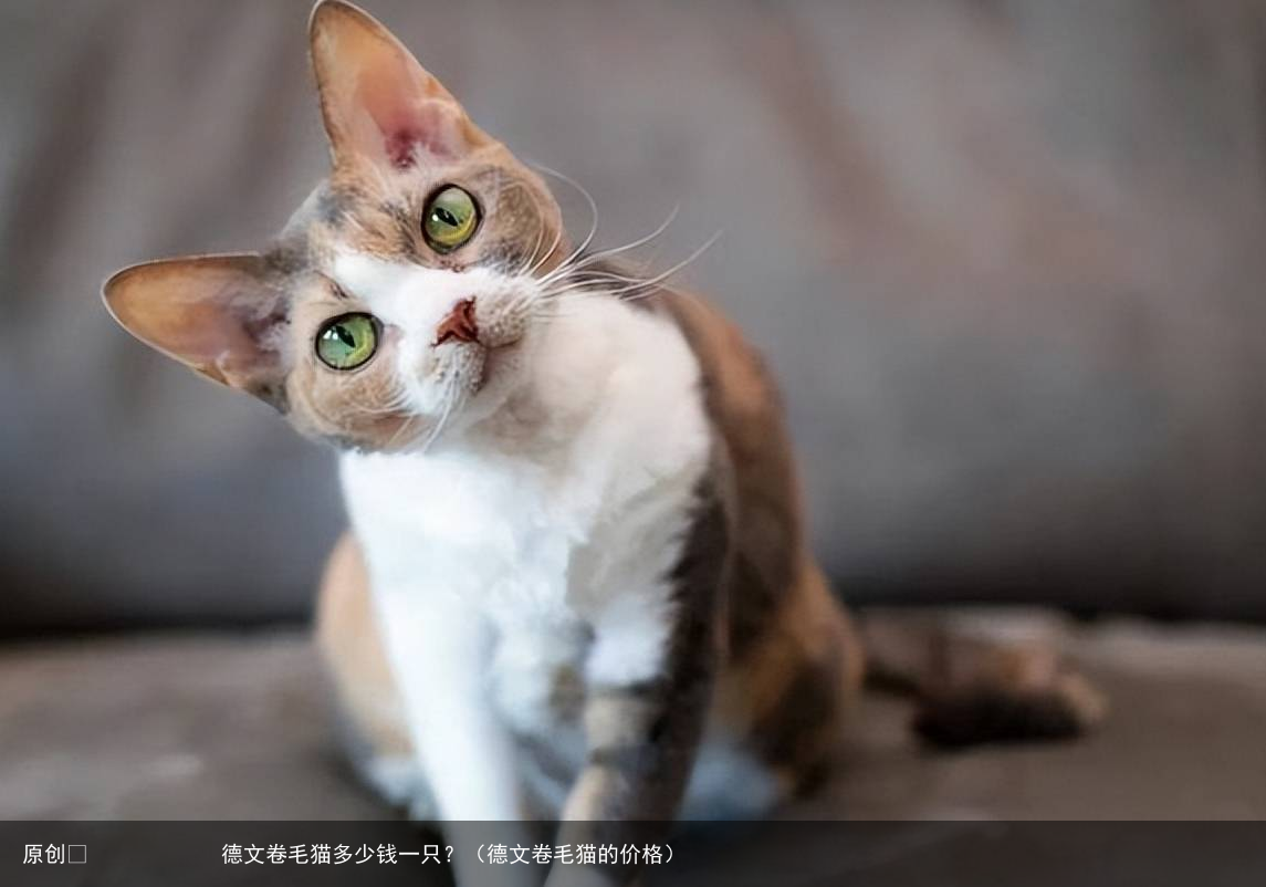 德文卷毛猫多少钱一只？（德文卷毛猫的价格）