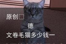德文卷毛猫多少钱一只？（德文卷毛猫的价格）