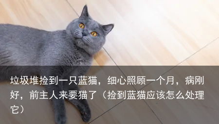 垃圾堆捡到一只蓝猫，细心照顾一个月，病刚好，前主人来要猫了（捡到蓝猫应该怎么处理它）