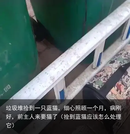 垃圾堆捡到一只蓝猫，细心照顾一个月，病刚好，前主人来要猫了（捡到蓝猫应该怎么处理它）