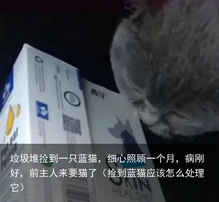 垃圾堆捡到一只蓝猫，细心照顾一个月，病刚好，前主人来要猫了（捡到蓝猫应该怎么处理它）