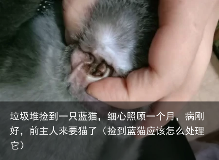 垃圾堆捡到一只蓝猫，细心照顾一个月，病刚好，前主人来要猫了（捡到蓝猫应该怎么处理它）