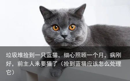 垃圾堆捡到一只蓝猫，细心照顾一个月，病刚好，前主人来要猫了（捡到蓝猫应该怎么处理它）