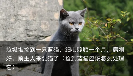 垃圾堆捡到一只蓝猫，细心照顾一个月，病刚好，前主人来要猫了（捡到蓝猫应该怎么处理它）