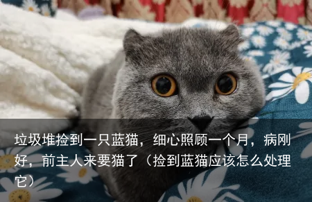 垃圾堆捡到一只蓝猫，细心照顾一个月，病刚好，前主人来要猫了（捡到蓝猫应该怎么处理它）