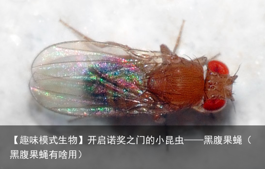 【趣味模式生物】开启诺奖之门的小昆虫——黑腹果蝇（黑腹果蝇有啥用）