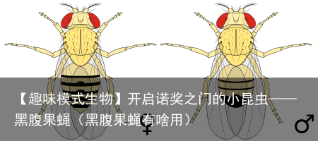 【趣味模式生物】开启诺奖之门的小昆虫——黑腹果蝇（黑腹果蝇有啥用）