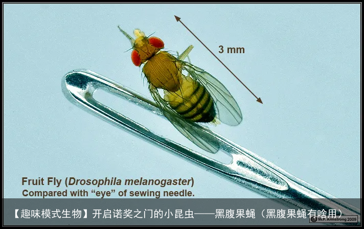 【趣味模式生物】开启诺奖之门的小昆虫——黑腹果蝇（黑腹果蝇有啥用）