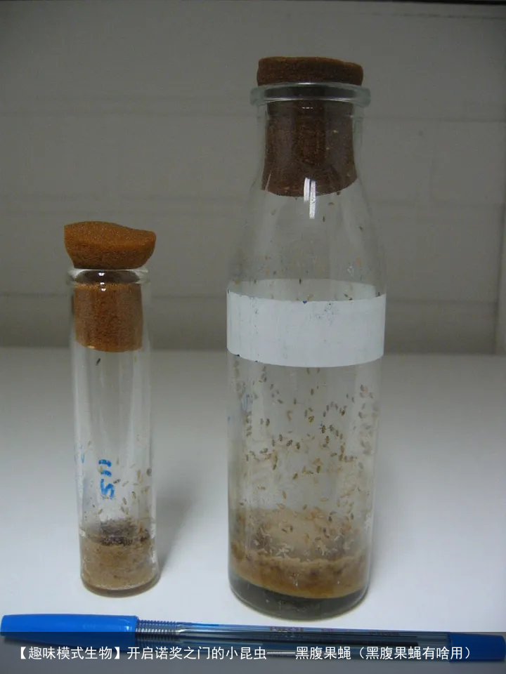 【趣味模式生物】开启诺奖之门的小昆虫——黑腹果蝇（黑腹果蝇有啥用）