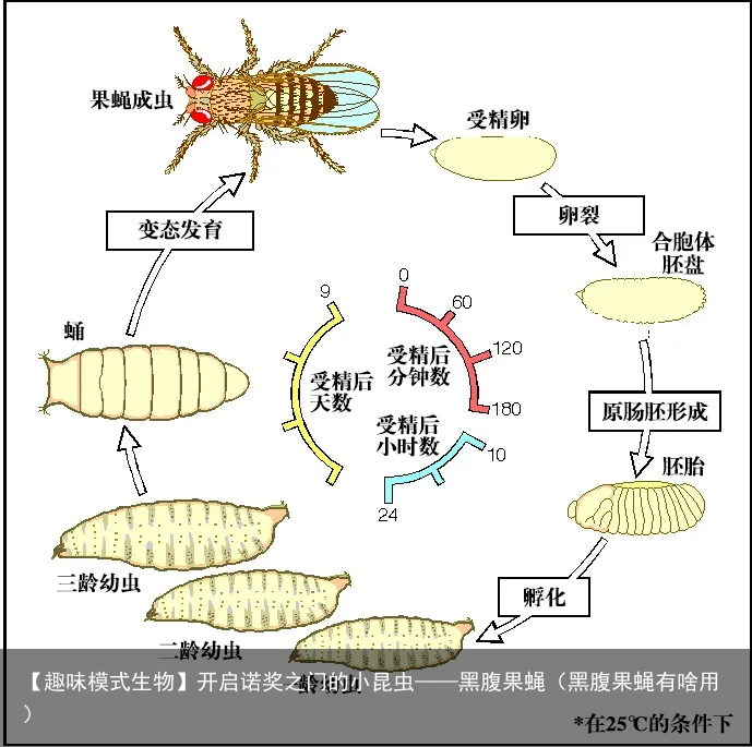 【趣味模式生物】开启诺奖之门的小昆虫——黑腹果蝇（黑腹果蝇有啥用）