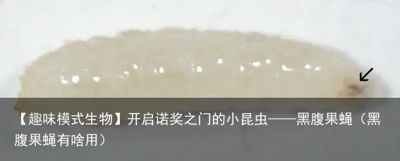 【趣味模式生物】开启诺奖之门的小昆虫——黑腹果蝇（黑腹果蝇有啥用）