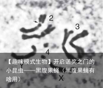 【趣味模式生物】开启诺奖之门的小昆虫——黑腹果蝇（黑腹果蝇有啥用）