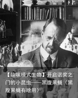 【趣味模式生物】开启诺奖之门的小昆虫——黑腹果蝇（黑腹果蝇有啥用）