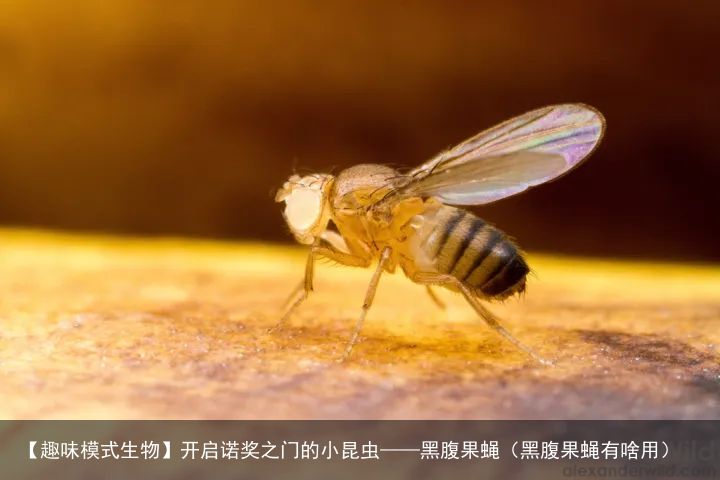 【趣味模式生物】开启诺奖之门的小昆虫——黑腹果蝇（黑腹果蝇有啥用）