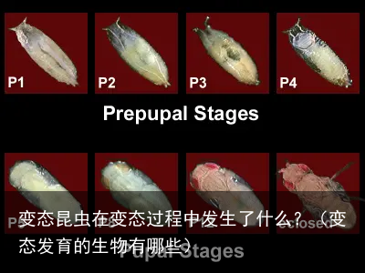 变态昆虫在变态过程中发生了什么？（变态发育的生物有哪些）