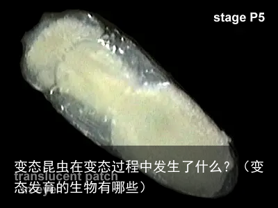 变态昆虫在变态过程中发生了什么？（变态发育的生物有哪些）