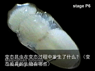 变态昆虫在变态过程中发生了什么？（变态发育的生物有哪些）