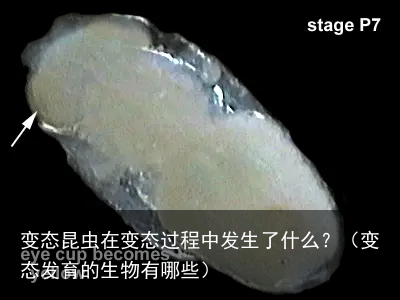 变态昆虫在变态过程中发生了什么？（变态发育的生物有哪些）