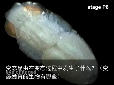 变态昆虫在变态过程中发生了什么？（变态发育的生物有哪些）