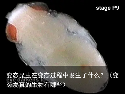 变态昆虫在变态过程中发生了什么？（变态发育的生物有哪些）