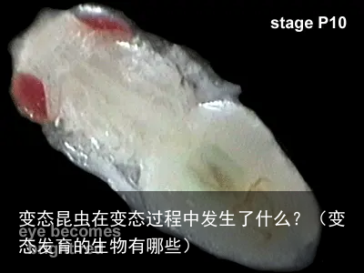 变态昆虫在变态过程中发生了什么？（变态发育的生物有哪些）