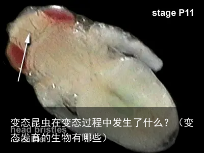 变态昆虫在变态过程中发生了什么？（变态发育的生物有哪些）