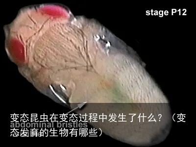 变态昆虫在变态过程中发生了什么？（变态发育的生物有哪些）