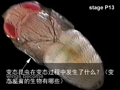 变态昆虫在变态过程中发生了什么？（变态发育的生物有哪些）