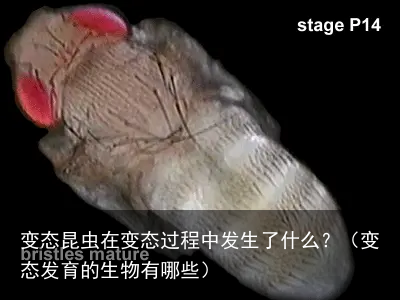 变态昆虫在变态过程中发生了什么？（变态发育的生物有哪些）