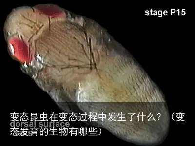 变态昆虫在变态过程中发生了什么？（变态发育的生物有哪些）