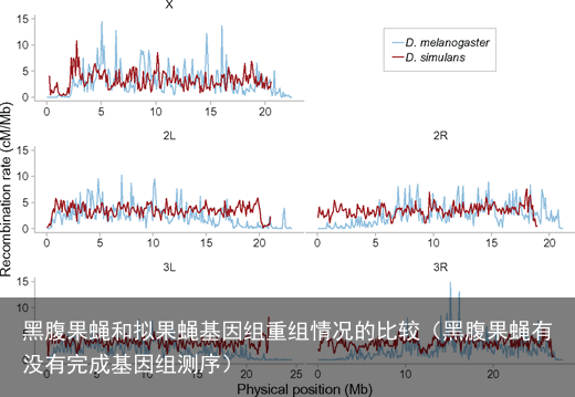 黑腹果蝇和拟果蝇基因组重组情况的比较（黑腹果蝇有没有完成基因组测序）