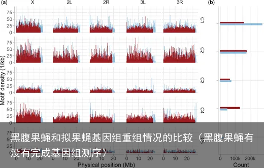 黑腹果蝇和拟果蝇基因组重组情况的比较（黑腹果蝇有没有完成基因组测序）