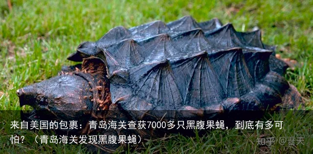 来自美国的包裹：青岛海关查获7000多只黑腹果蝇，到底有多可怕？（青岛海关发现黑腹果蝇）