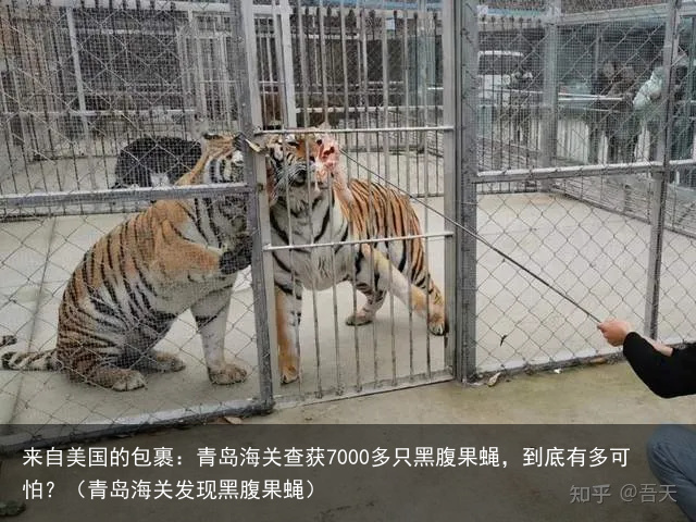 来自美国的包裹：青岛海关查获7000多只黑腹果蝇，到底有多可怕？（青岛海关发现黑腹果蝇）