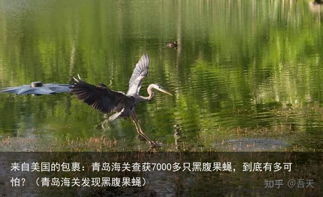 来自美国的包裹：青岛海关查获7000多只黑腹果蝇，到底有多可怕？（青岛海关发现黑腹果蝇）